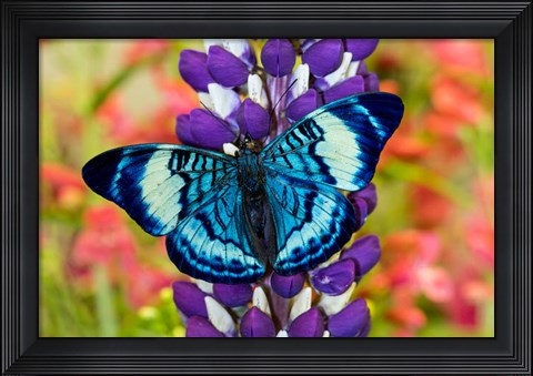 Framed Butterfly, Panacea Procilla On Lupine, Bandon, Oregon Print