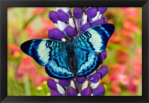 Framed Butterfly, Panacea Procilla On Lupine, Bandon, Oregon Print