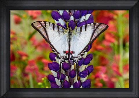 Framed Eurytides Agesilaus Autosilaus Butterfly On Lupine, Bandon, Oregon Print