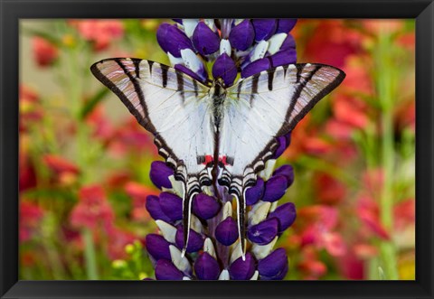 Framed Eurytides Agesilaus Autosilaus Butterfly On Lupine, Bandon, Oregon Print