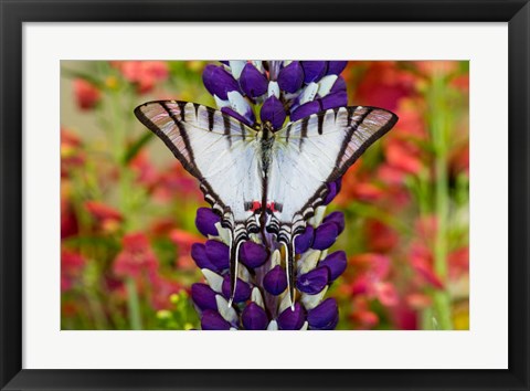 Framed Eurytides Agesilaus Autosilaus Butterfly On Lupine, Bandon, Oregon Print