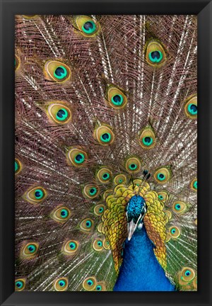 Framed Male Peacock Fanning Out His Tail Feathers Print