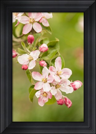 Framed Hood River, Oregon, Close-Up Of Apple Blossoms Print