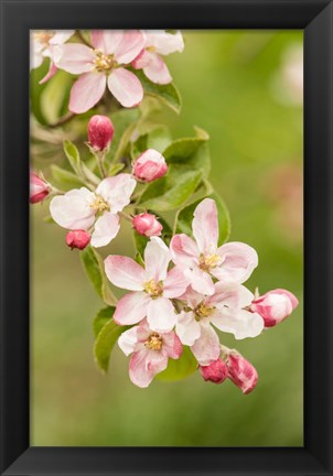 Framed Hood River, Oregon, Close-Up Of Apple Blossoms Print