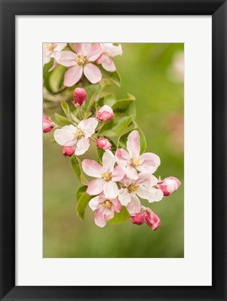 Framed Hood River, Oregon, Close-Up Of Apple Blossoms Print