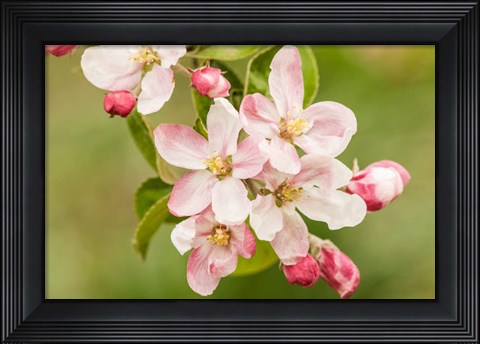 Framed Hood River, Oregon, Apple Blossoms In The Nearby Fruit Loop Area Print