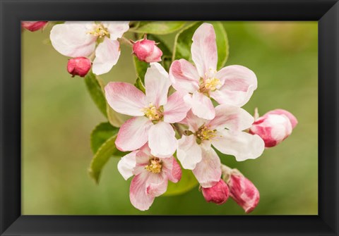 Framed Hood River, Oregon, Apple Blossoms In The Nearby Fruit Loop Area Print