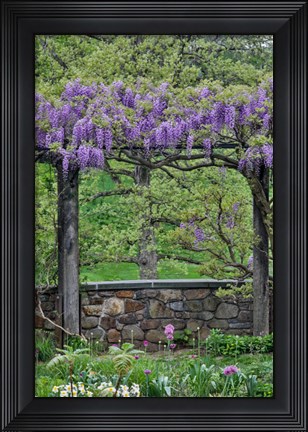 Framed Wisteria In Full Bloom On Trellis Chanticleer Garden, Pennsylvania Print