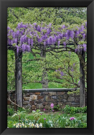 Framed Wisteria In Full Bloom On Trellis Chanticleer Garden, Pennsylvania Print