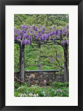 Framed Wisteria In Full Bloom On Trellis Chanticleer Garden, Pennsylvania Print