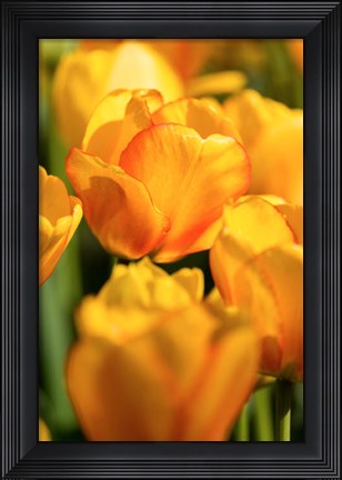 Framed Tulip Garden, Longwood Gardens, Pennsylvania Print