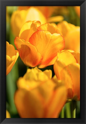 Framed Tulip Garden, Longwood Gardens, Pennsylvania Print