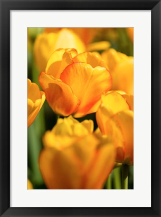 Framed Tulip Garden, Longwood Gardens, Pennsylvania Print