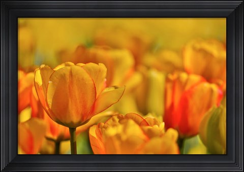 Framed Tulip Garden, Longwood Gardens, Pennsylvania Print