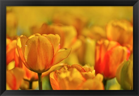 Framed Tulip Garden, Longwood Gardens, Pennsylvania Print