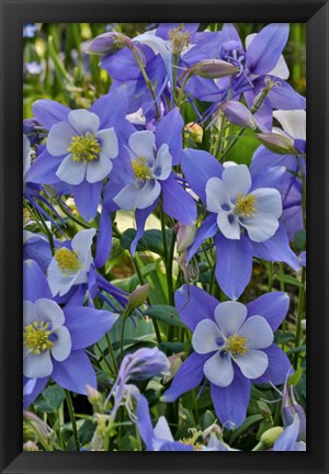 Framed Blooming Columbine, Longwood Gardens, Pennsylvania Print