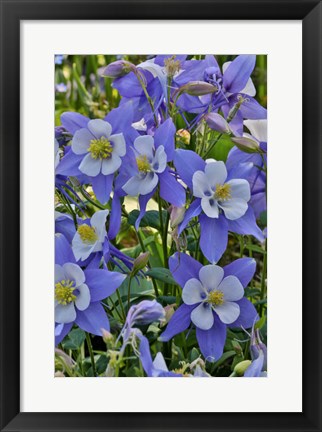 Framed Blooming Columbine, Longwood Gardens, Pennsylvania Print