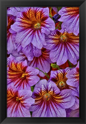 Framed Painted Tongue In Longwood Gardens Conservatory, Pennsylvania Print