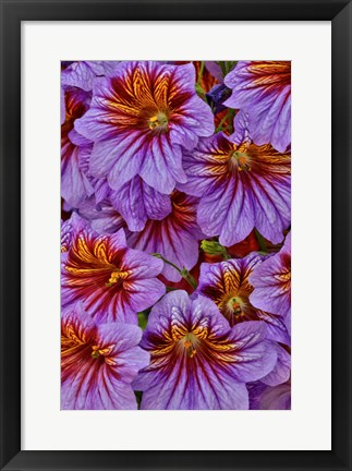 Framed Painted Tongue In Longwood Gardens Conservatory, Pennsylvania Print