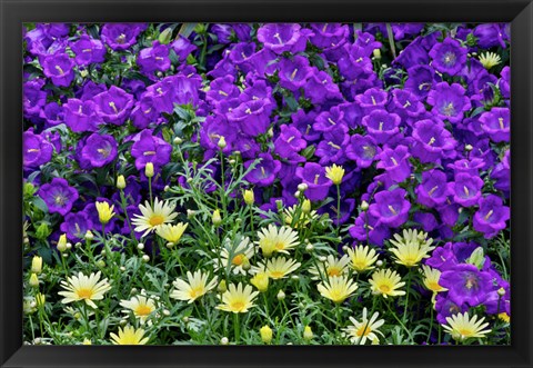 Framed Bell Flowers And Yellow Daisies, Longwood Gardens, Pennsylvania Print