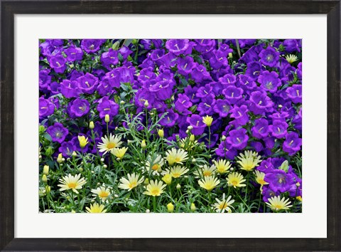 Framed Bell Flowers And Yellow Daisies, Longwood Gardens, Pennsylvania Print