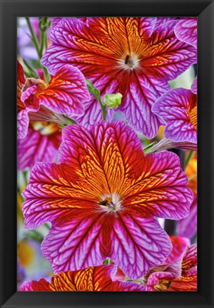 Framed Painted Tongue In Longwood Gardens Conservatory, Pennsylvania Print