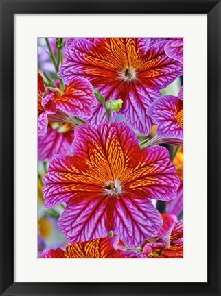 Framed Painted Tongue In Longwood Gardens Conservatory, Pennsylvania Print