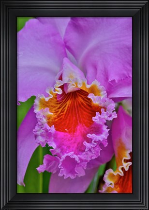 Framed Orchids In Longwood Gardens Conservatory, Pennsylvania Print