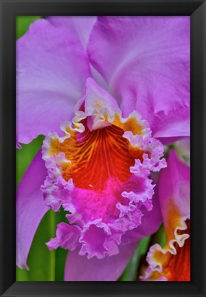 Framed Orchids In Longwood Gardens Conservatory, Pennsylvania Print