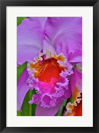 Framed Orchids In Longwood Gardens Conservatory, Pennsylvania Print