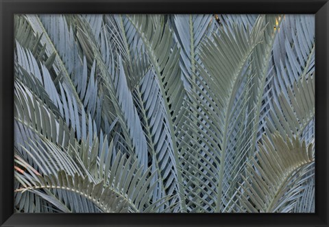 Framed Palm Leaves In Silver Plant Display, Longwood Gardens, Pennsylvania Print