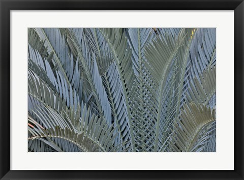 Framed Palm Leaves In Silver Plant Display, Longwood Gardens, Pennsylvania Print