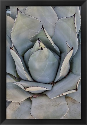 Framed Silver Toned Succulent, Longwood Gardens Conservatory, Pennsylvania Print