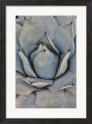 Framed Silver Toned Succulent, Longwood Gardens Conservatory, Pennsylvania Print