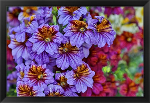 Framed Painted Tongue In Longwood Gardens Conservatory, Pennsylvania Print