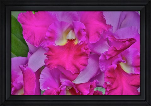 Framed Orchids In Longwood Gardens Pennsylvania Print
