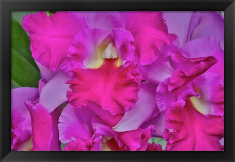 Framed Orchids In Longwood Gardens Pennsylvania Print