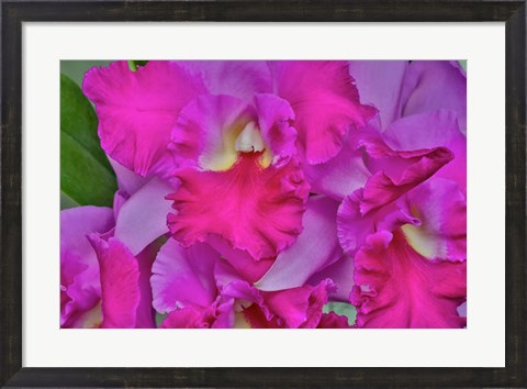 Framed Orchids In Longwood Gardens Pennsylvania Print