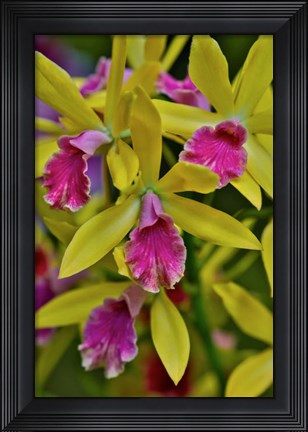 Framed Orchids In Longwood Gardens Conservatory, Pennsylvania Print