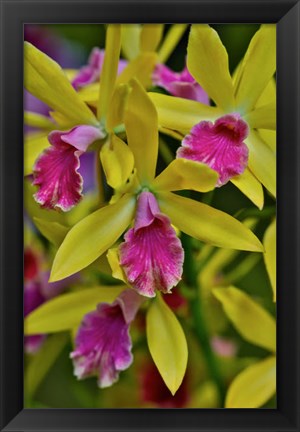 Framed Orchids In Longwood Gardens Conservatory, Pennsylvania Print