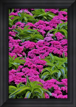 Framed Pinks And Green Design In The Conservatory, Longwood Garden, Pennsylvania Print