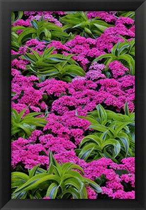 Framed Pinks And Green Design In The Conservatory, Longwood Garden, Pennsylvania Print