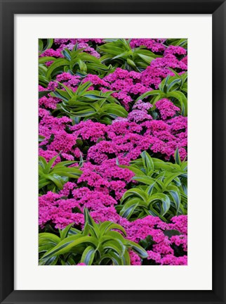 Framed Pinks And Green Design In The Conservatory, Longwood Garden, Pennsylvania Print