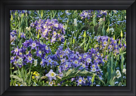 Framed Blooming Columbine, Longwood Gardens, Pennsylvania Print