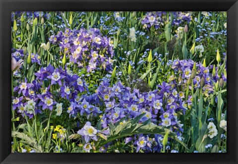 Framed Blooming Columbine, Longwood Gardens, Pennsylvania Print