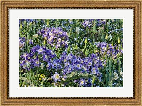 Framed Blooming Columbine, Longwood Gardens, Pennsylvania Print