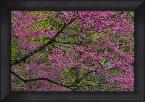 Framed Redbud Tree In Full Bloom, Longwood Gardens, Pennsylvania Print