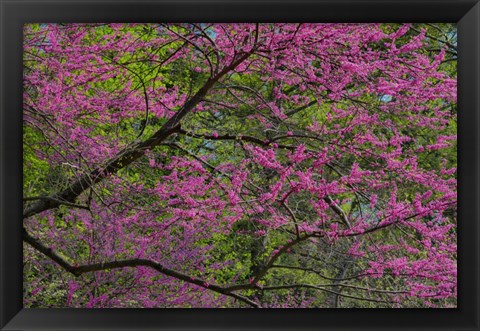 Framed Redbud Tree In Full Bloom, Longwood Gardens, Pennsylvania Print