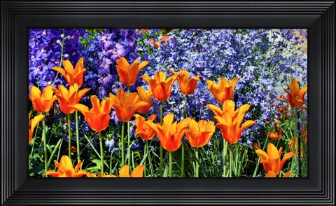 Framed Tulip Garden, Pennsylvania Print