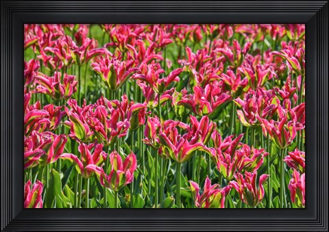 Framed Tulip Garden, Longwood Gardens, Pennsylvania Print